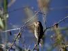 Moineau Domestique